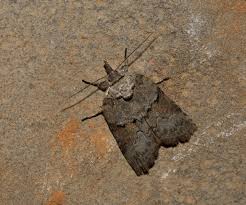 Attēlu rezultāti vaicājumam “Nycteola sp.”