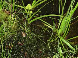 Attēlu rezultāti vaicājumam “Sparganium minimum fruit”