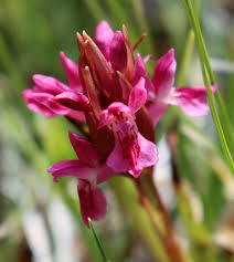 Attēlu rezultāti vaicājumam “Dactylorhiza cruenta flower”