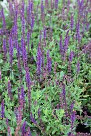 Attēlu rezultāti vaicājumam “Salvia nemorosa leaf”