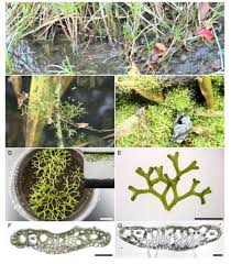 Attēlu rezultāti vaicājumam “Riccia canaliculata”