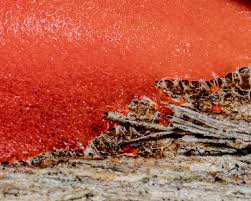 Attēlu rezultāti vaicājumam “Enerthenema papillatum stalked”