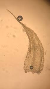 Attēlu rezultāti vaicājumam “Brachytheciastrum velutinum”