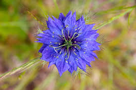 Image result for Nigella damascena