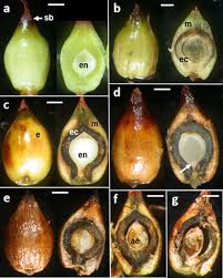 Attēlu rezultāti vaicājumam “Cladium mariscus fruit”