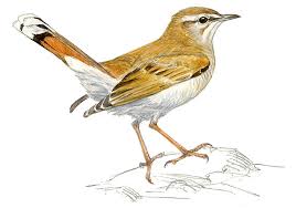 Image result for Cercotrichas galactotes