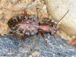 Attēlu rezultāti vaicājumam “Asaphidion pallipes”