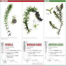 Attēlu rezultāti vaicājumam “Hydrilla verticillata leaf”
