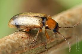 Attēlu rezultāti vaicājumam “Orsodacne cerasi”