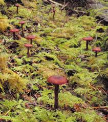 Attēlu rezultāti vaicājumam “Cortinarius sanguineus”