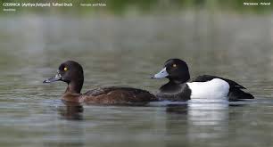 Image result for Aythya fuligula