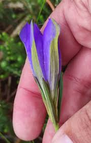 Attēlu rezultāti vaicājumam “Gentiana pneumonanthe”