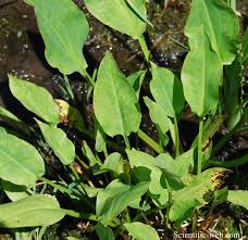 Attēlu rezultāti vaicājumam “Alisma plantago-aquatica leaf”