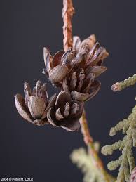 Attēlu rezultāti vaicājumam “Thuja occidentalis flower”