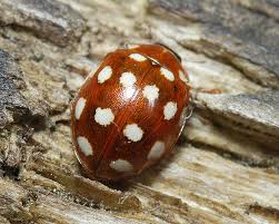 Attēlu rezultāti vaicājumam “Calvia quatuordecimguttata”