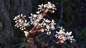 Attēlu rezultāti vaicājumam “Sedum album leaf”