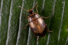 Attēlu rezultāti vaicājumam “Leiodidae”