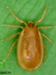 Attēlu rezultāti vaicājumam “Ixodes male”