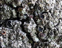 Attēlu rezultāti vaicājumam “Phaeophyscia orbicularis”