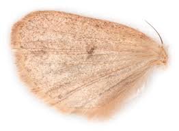 Attēlu rezultāti vaicājumam “Orthosia opima”