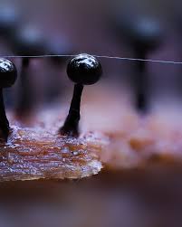 Attēlu rezultāti vaicājumam “Cribraria sp.”