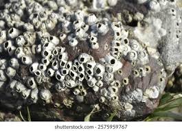 Attēlu rezultāti vaicājumam “Agathomyia wankowiczii”