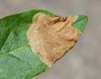 Attēlu rezultāti vaicājumam “Gracillaria syringella larva”