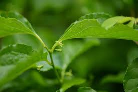 Attēlu rezultāti vaicājumam “Celastrus flagellaris”