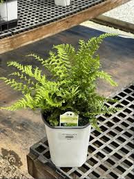 Attēlu rezultāti vaicājumam “Dryopteris cristata”