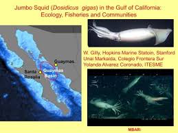 Image result for Dosidicus gigas