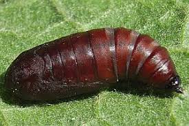 Attēlu rezultāti vaicājumam “Crocallis elinguaria imago”