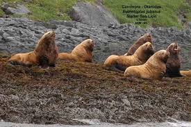 Image result for Eumetopias jubatus