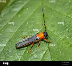 Attēlu rezultāti vaicājumam “Oberea oculata”