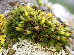 Attēlu rezultāti vaicājumam “Schistidium dupretii”