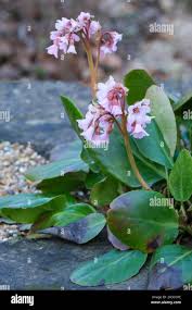 Attēlu rezultāti vaicājumam “Bergenia crassifolia flower”