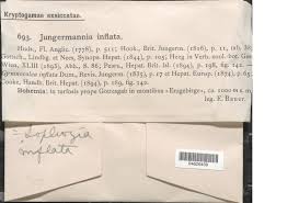 Attēlu rezultāti vaicājumam “Gymnocolea inflata”