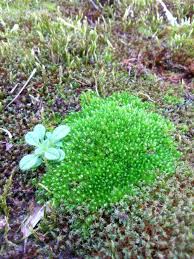 Attēlu rezultāti vaicājumam “Pottiales”