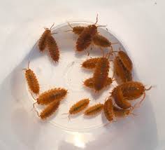 Attēlu rezultāti vaicājumam “Porcellio scaber”