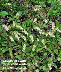 Attēlu rezultāti vaicājumam “Orthilia secunda”