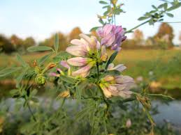 Attēlu rezultāti vaicājumam “Medicago x varia  flower”