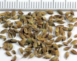 Attēlu rezultāti vaicājumam “Filipendula vulgaris fruit”