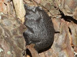 Attēlu rezultāti vaicājumam “Amaurochaete atra macro”