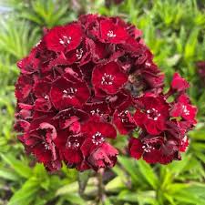 Attēlu rezultāti vaicājumam “Dianthus barbatus”