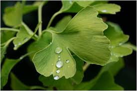 Attēlu rezultāti vaicājumam “Ginkgo biloba”