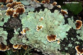 Attēlu rezultāti vaicājumam “Porotheleum fimbriatum”