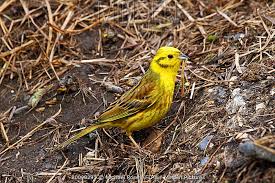Attēlu rezultāti vaicājumam “Emberiza citrinella adult”