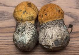 Attēlu rezultāti vaicājumam “Leccinum versipelle”