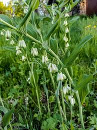 Attēlu rezultāti vaicājumam “Polygonatum odoratum flower”