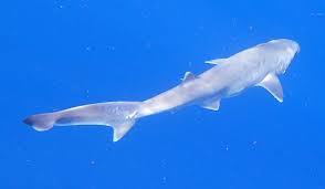 Image result for Hexanchus griseus