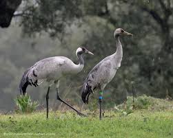 Attēlu rezultāti vaicājumam “Grus grus adult”